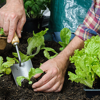 Midsummer Veggies for a Fall Harvest